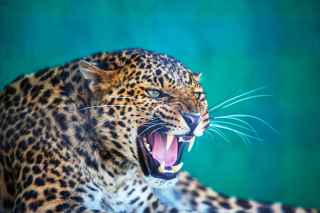Photo Wallpaper Attention Leopard