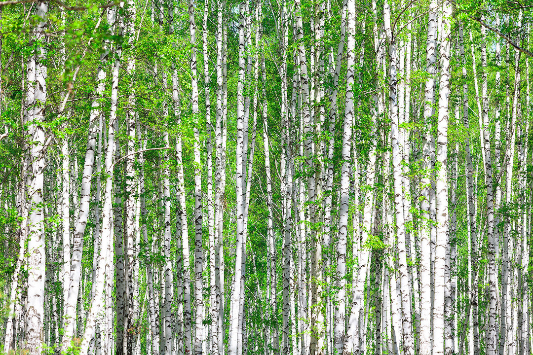 Photo Wallpaper The Birch Forest