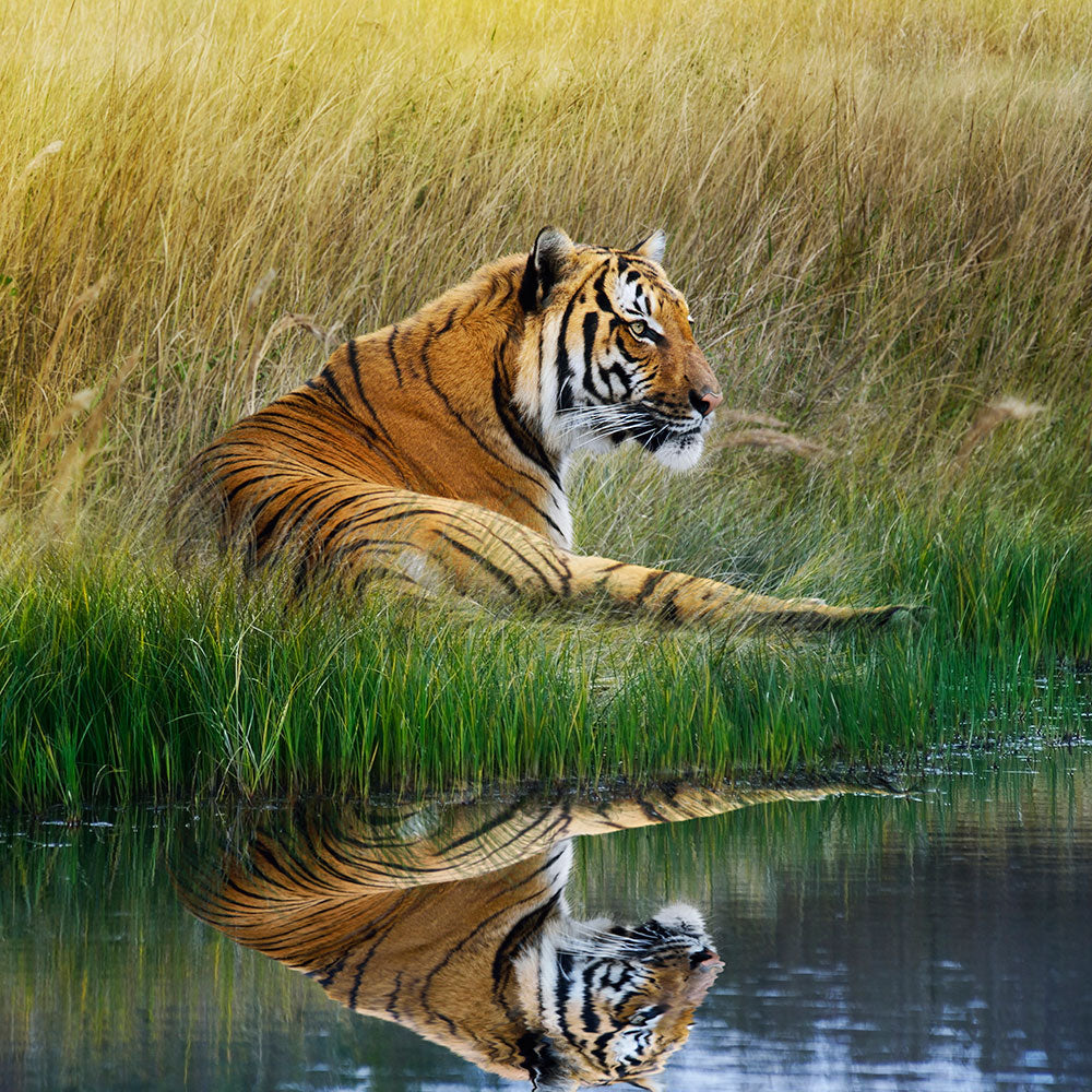 Photo Wallpaper The Tiger