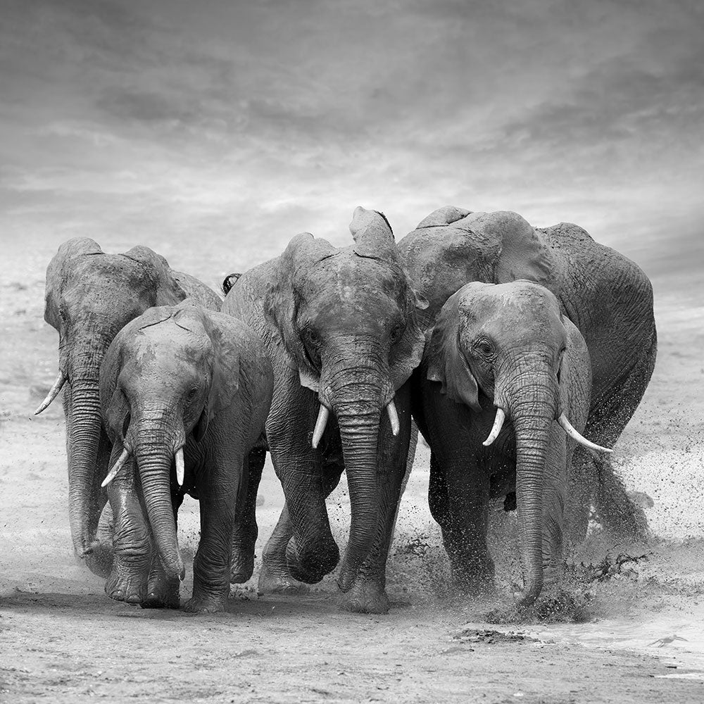 Photo Wallpaper The Elephants