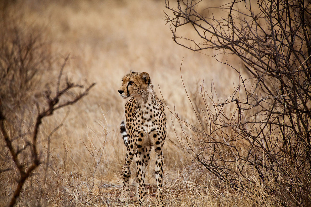 Photo Wallpaper Elegant Cheetah
