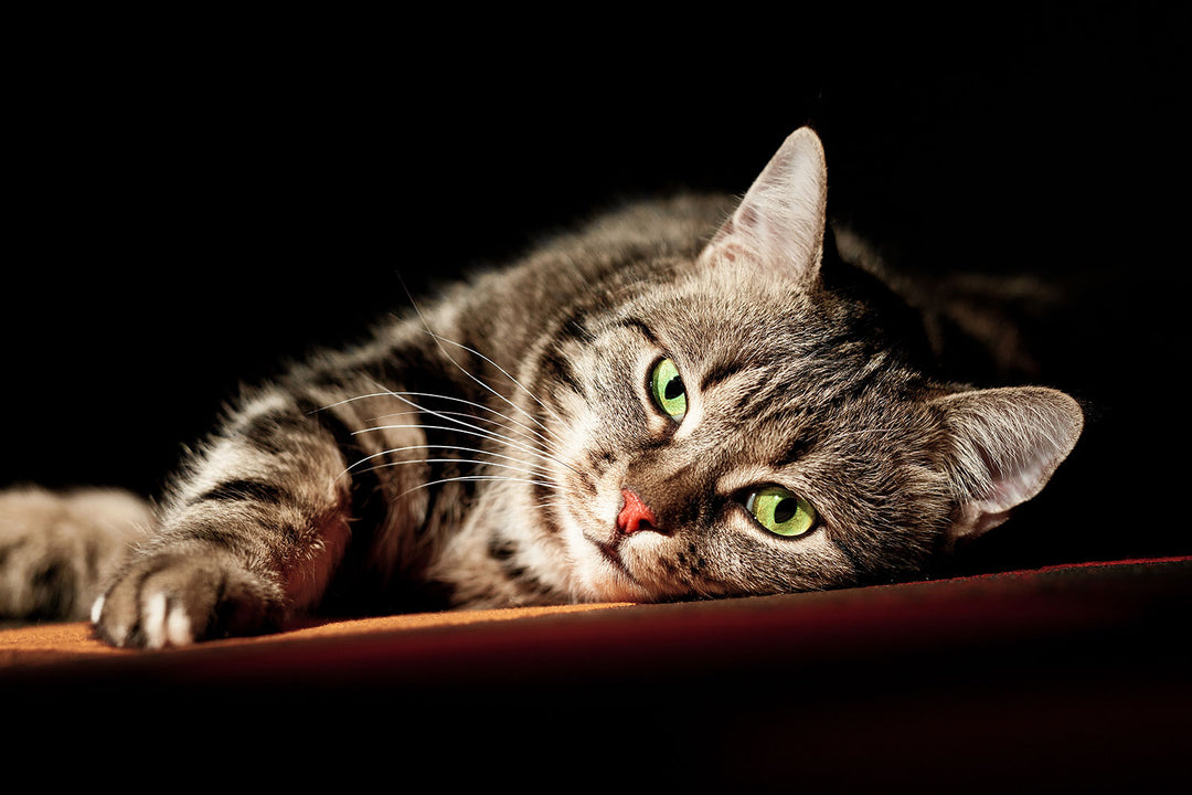 Photo Wallpaper Relaxed Cat