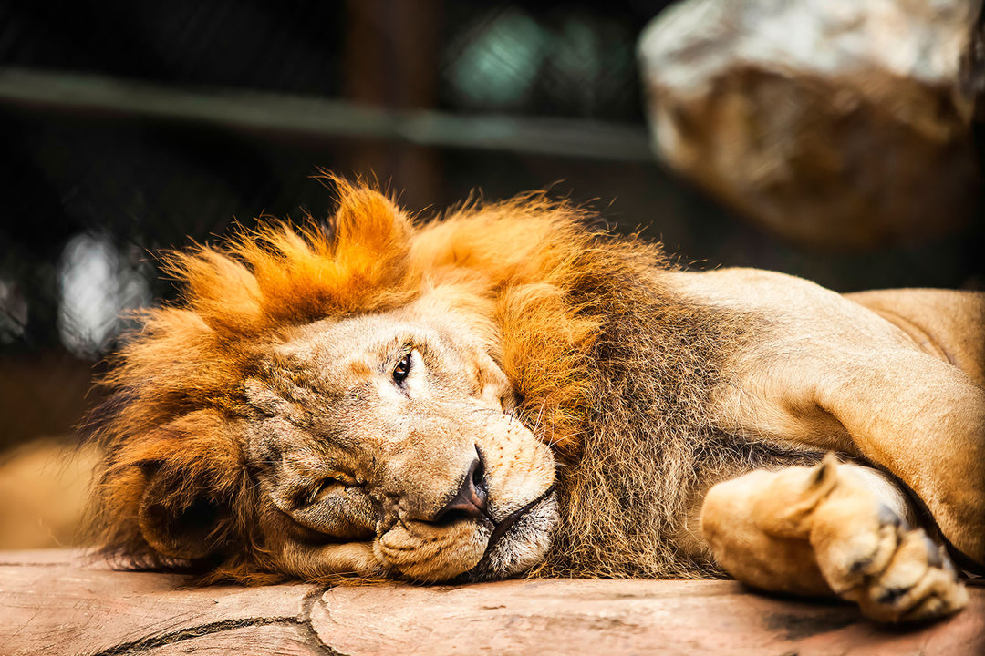 Photo Wallpaper Relaxed Lion