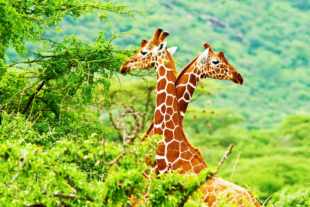 Photo Wallpaper Giraffes Love