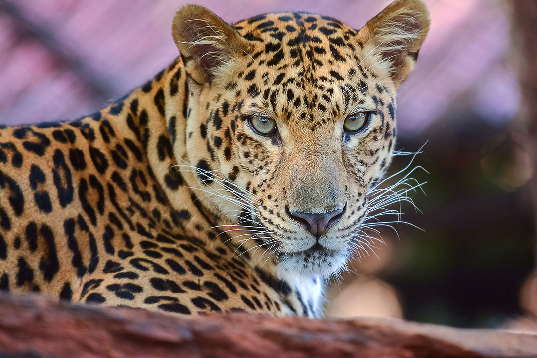 Photo Wallpaper Leopard