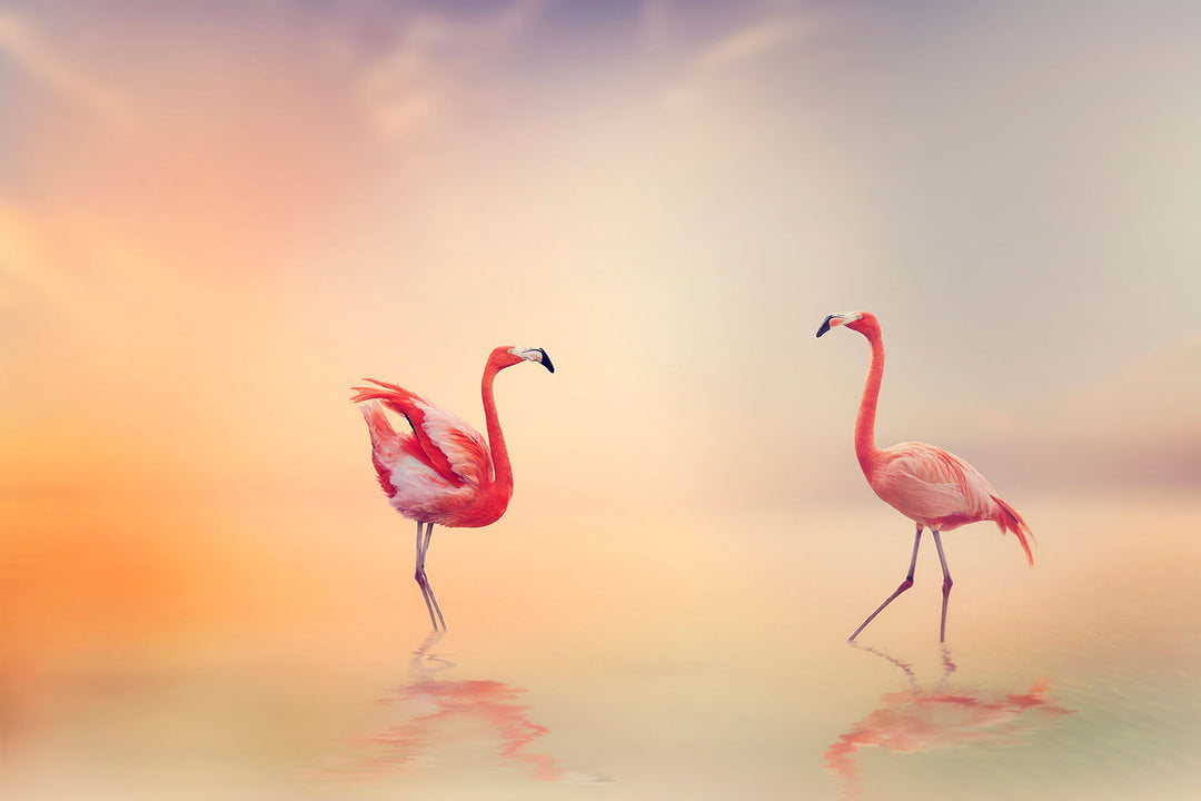 Photo Wallpaper Romantic Flamingos