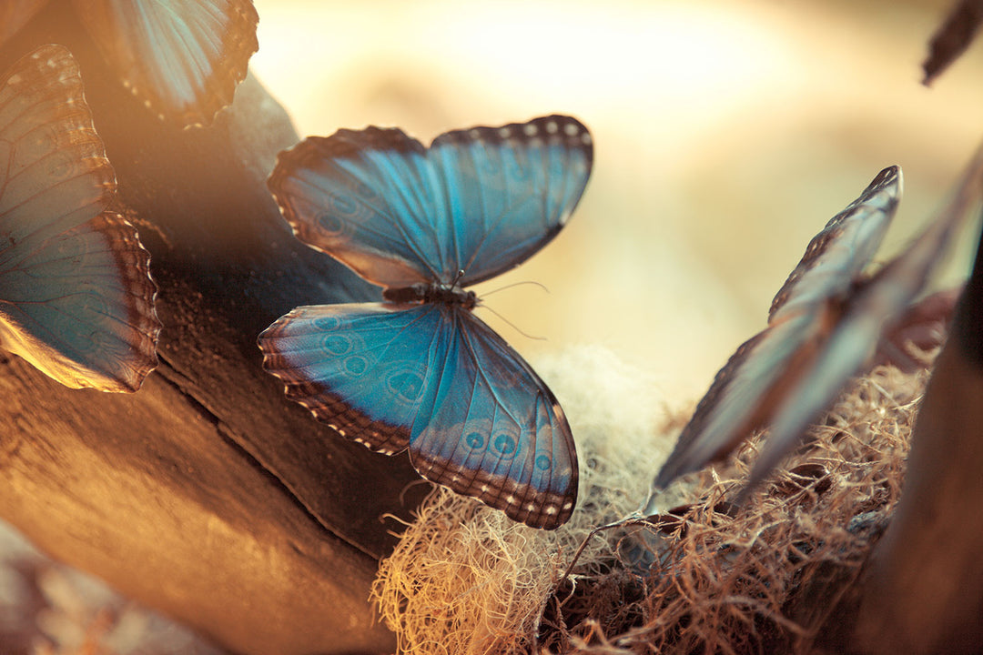 Photo Wallpaper Butterflies