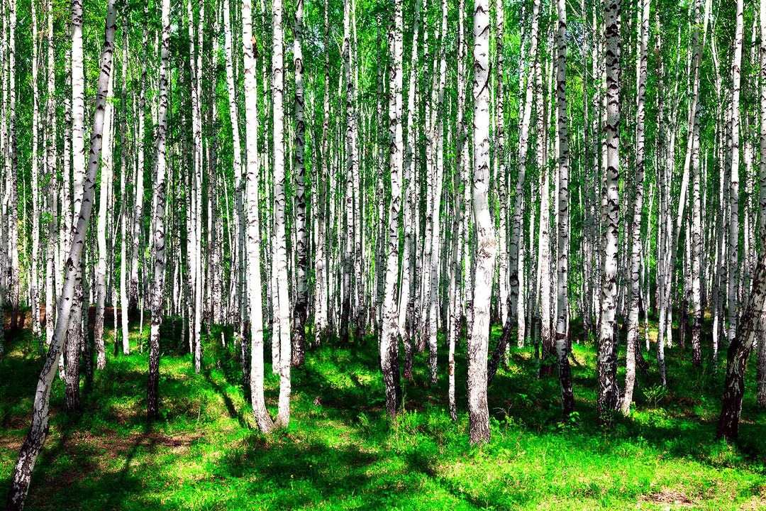 Photo Wallpaper Summerly Birch Forest