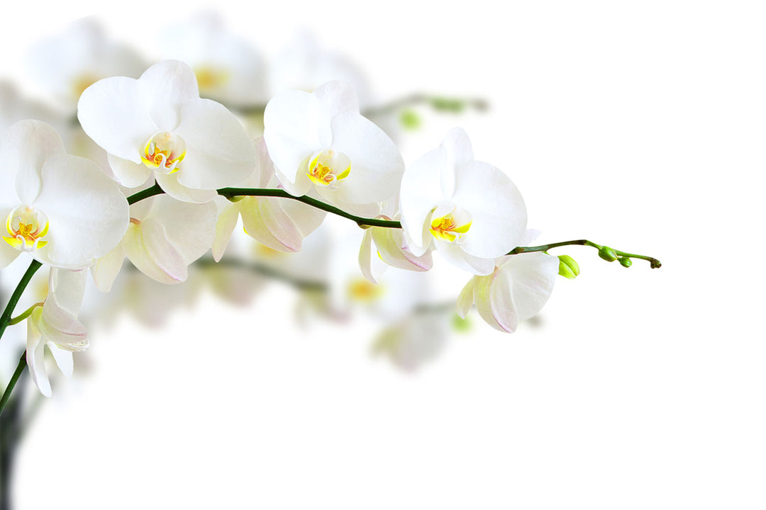 Photo Wallpaper White Orchids