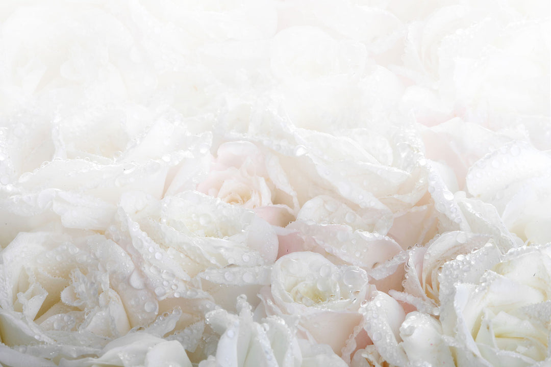Photo Wallpaper White Roses In The Morning Dew