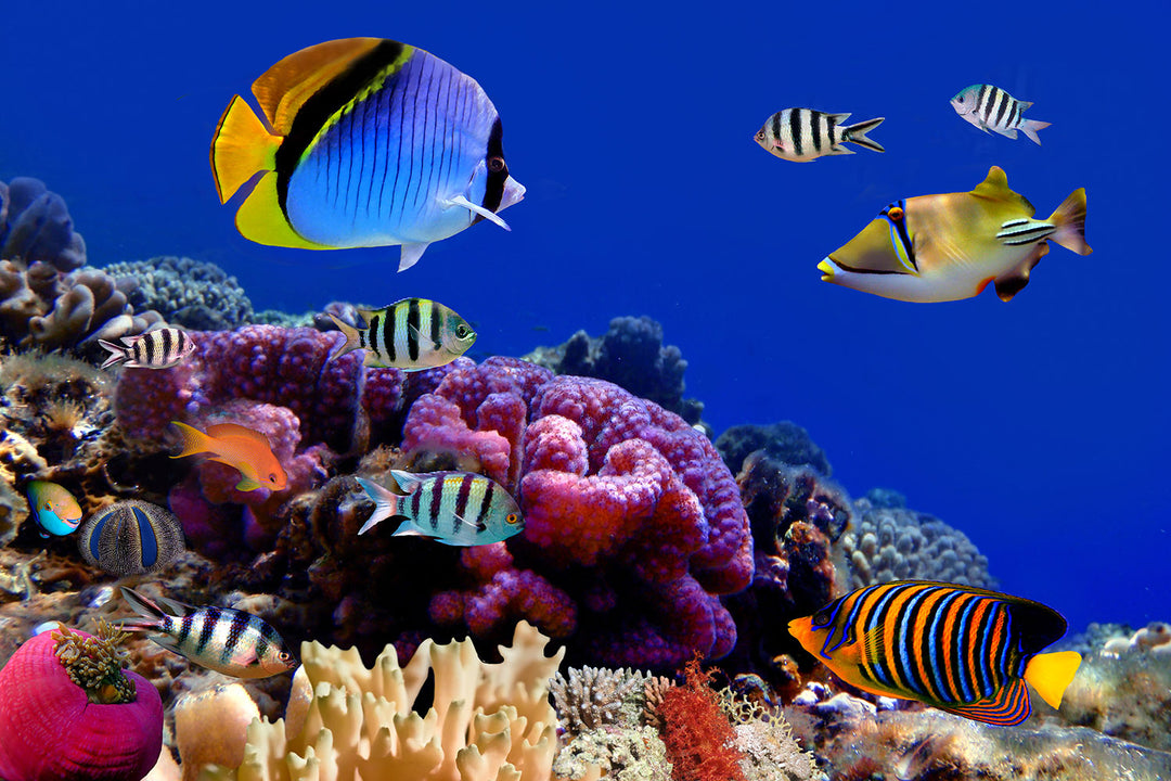 Photo Wallpaper World Of Fish