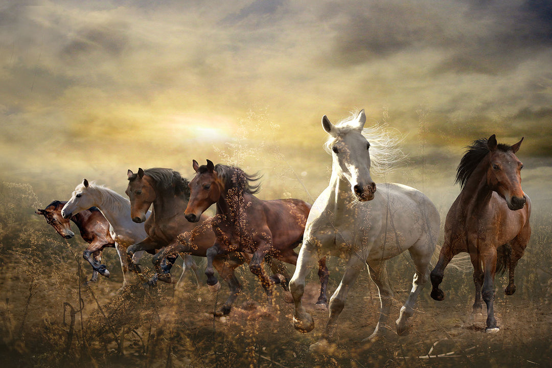 Photo Wallpaper Wild Wild Horses