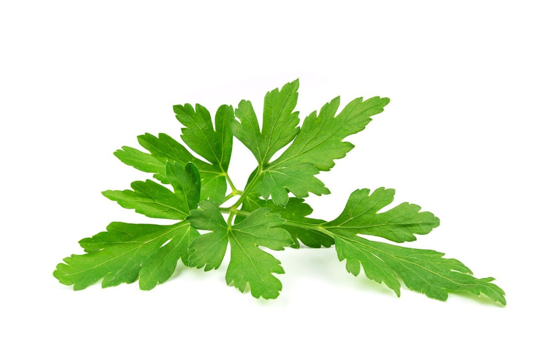 Photo Wallpaper Leaves of parsley