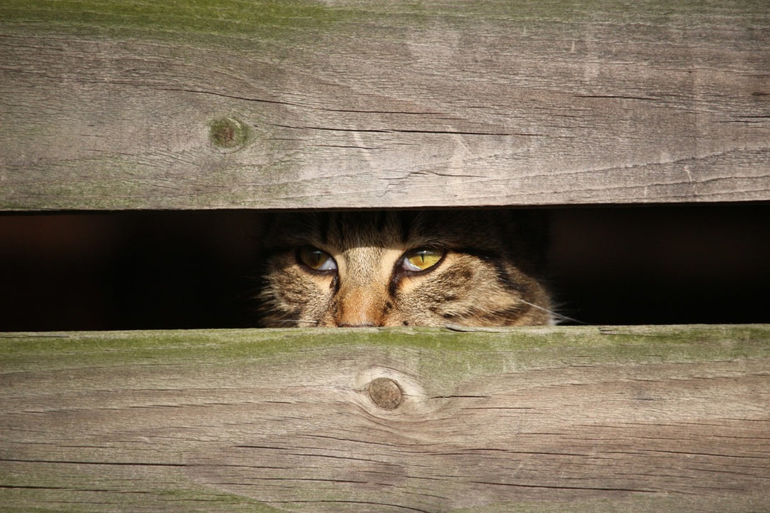 Photo Wallpaper Cat in hiding