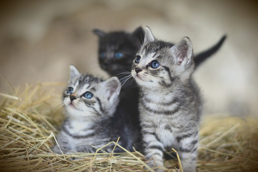 Photo Wallpaper Kitten trio
