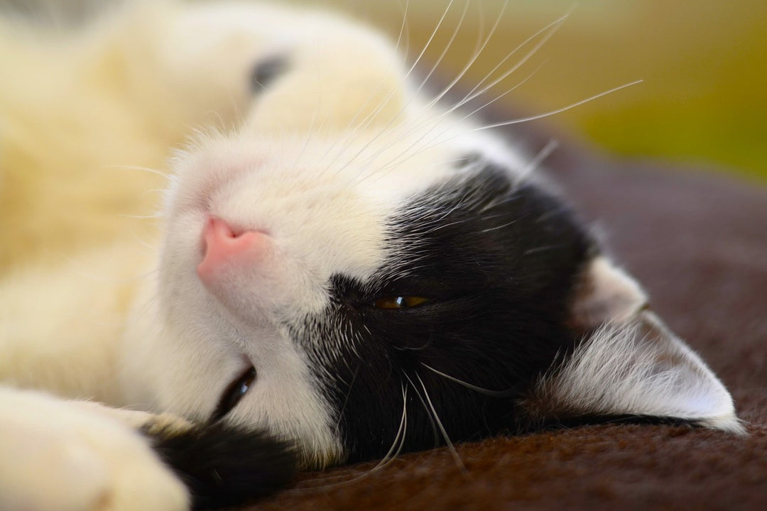 Photo Wallpaper Cuddly cat