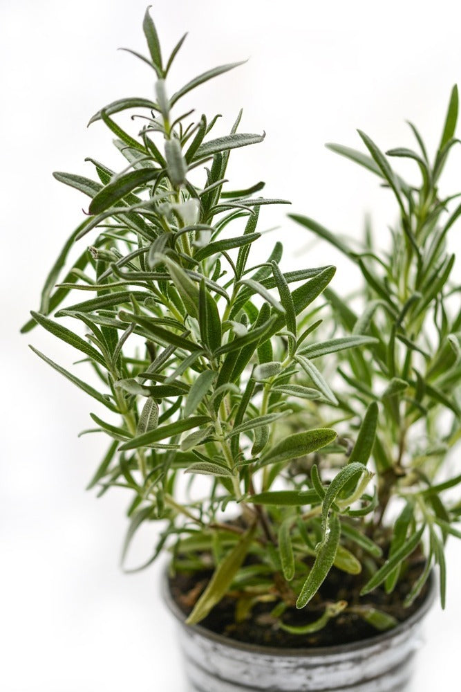 Photo Wallpaper Rosemary in the pot