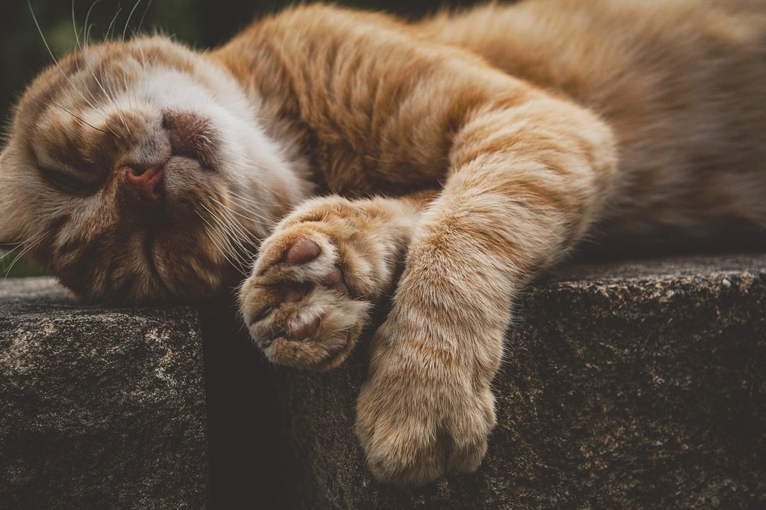 Photo Wallpaper Sleeping cat